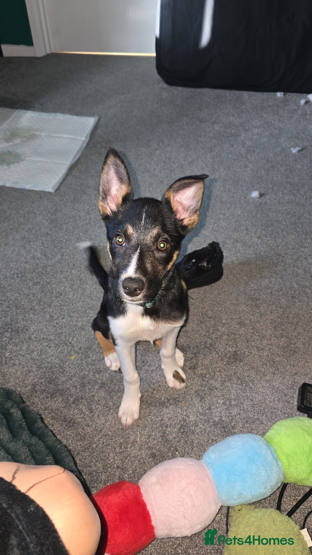 Border Collie dogs for sale: Border Collie - Advert 2