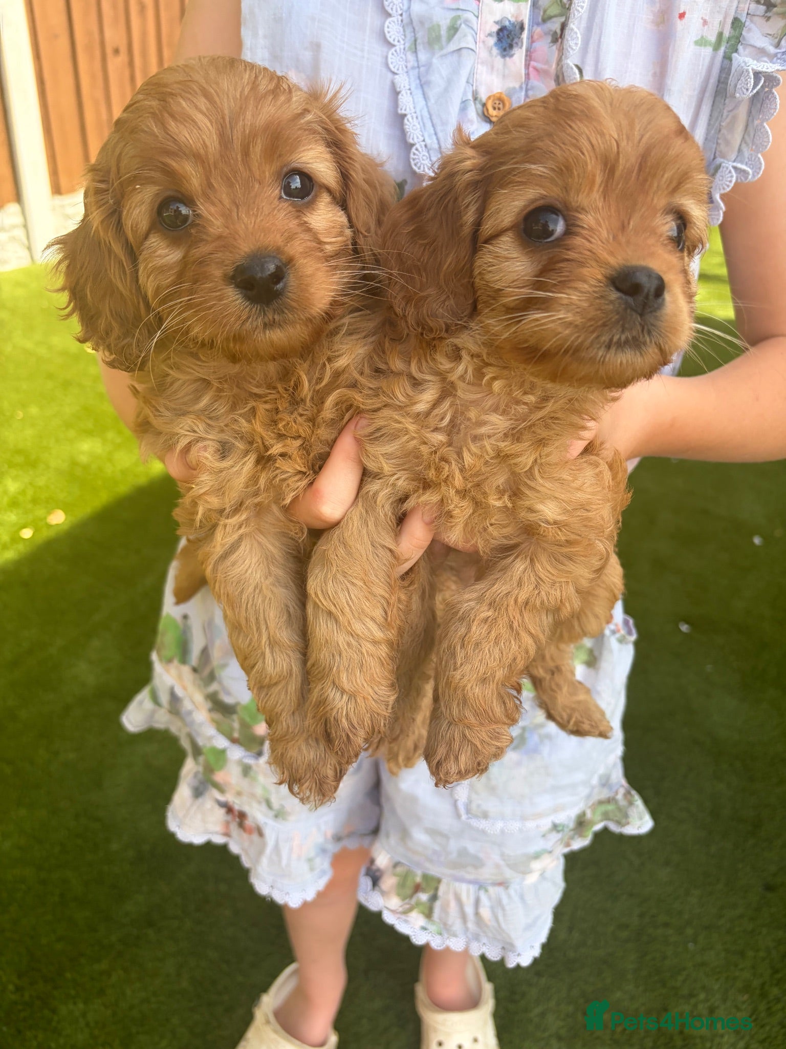 Cavapoo dogs F1 Red Toy cavapoo - Advert 2