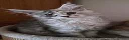 Maine Coon cats for sale: Beautiful Mainecoons  - Advert 1