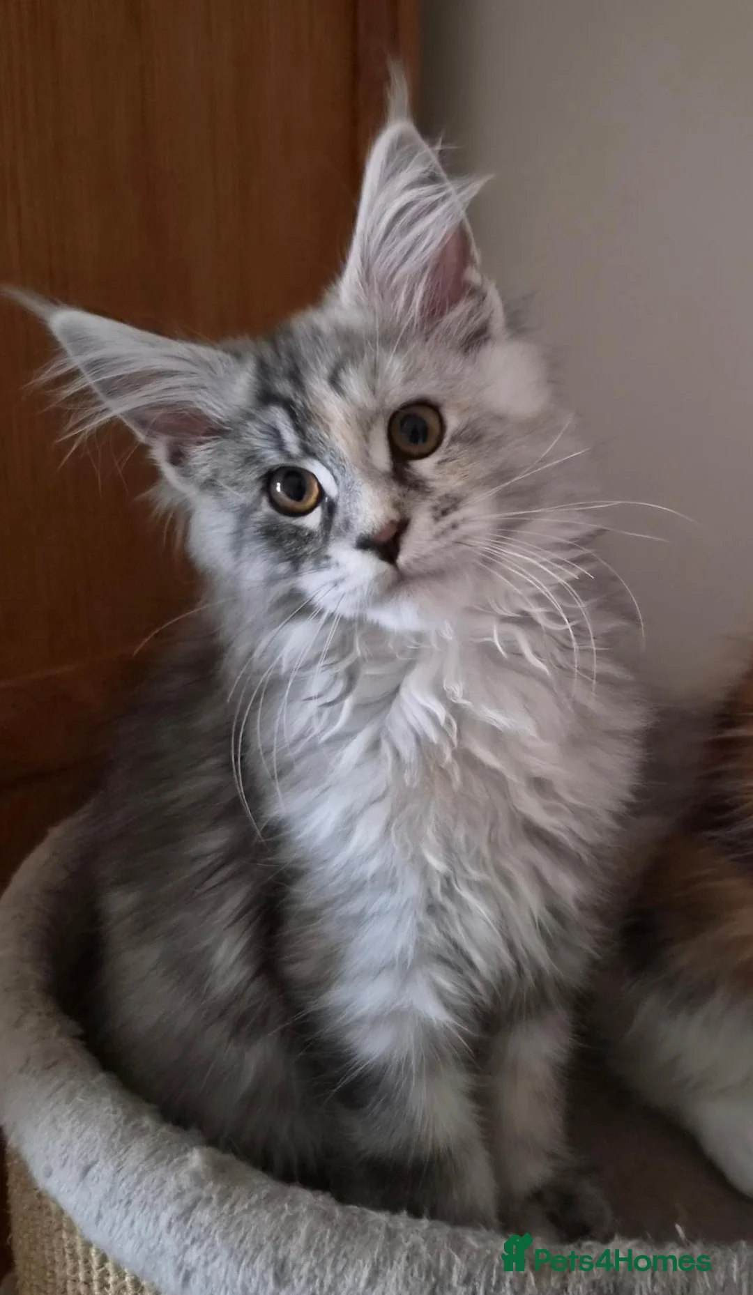 Maine Coon cats for sale: Beautiful Mainecoons  - Advert 1
