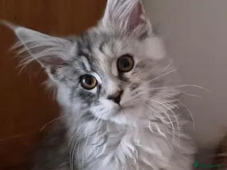 Maine Coon cats Beautiful Mainecoons - Advert 4