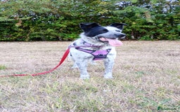 Mixed Breed dogs for adoption: 🎶 Good Golly, Miss Molly! 🎶 - Image 4