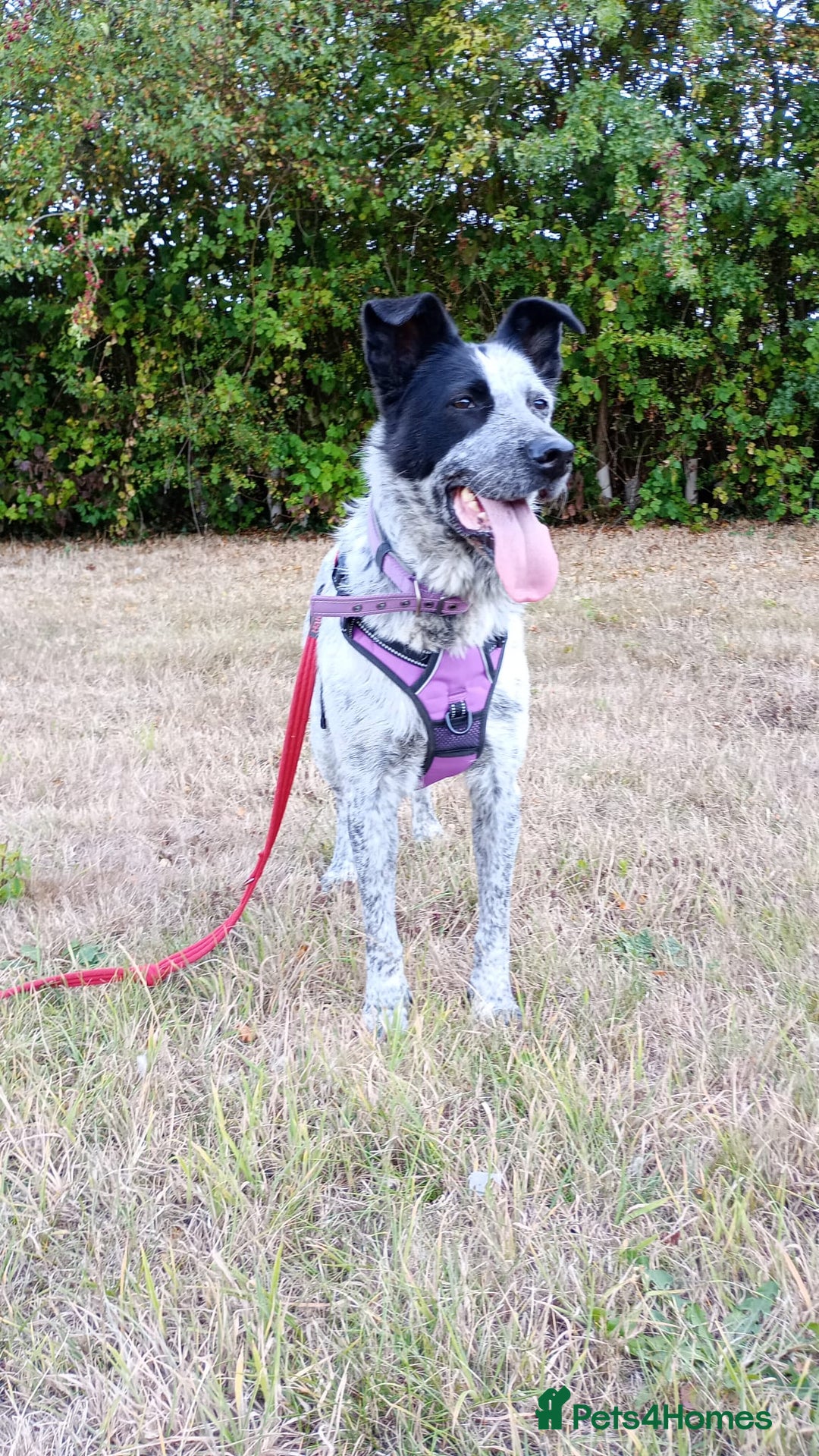 Mixed Breed dogs for adoption: 🎶 Good Golly, Miss Molly! 🎶 - Image 4
