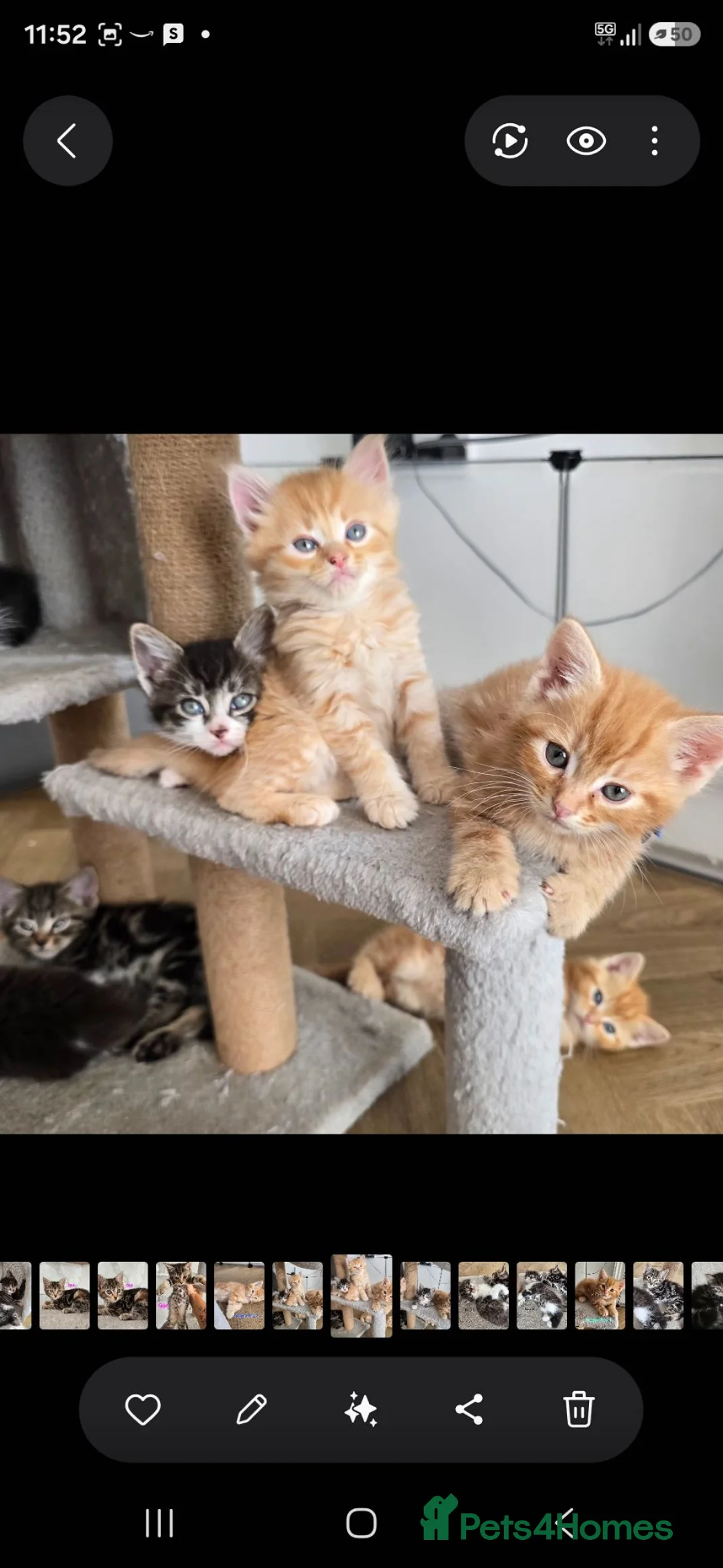 Mixed Breed cats for sale: Beautiful kittens - Advert 1