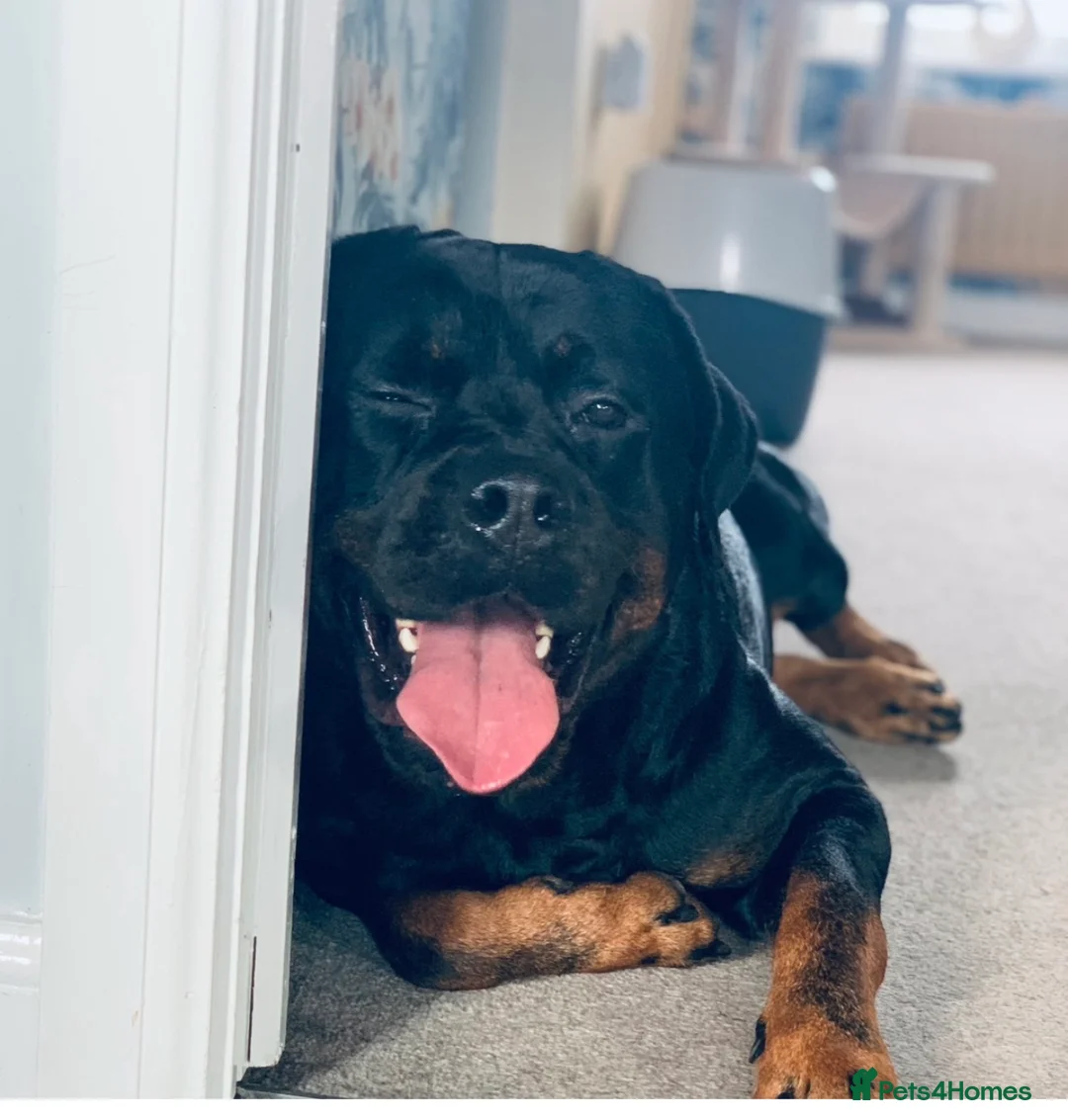 Rottweiler dogs for stud: MALE ROTTWEILER FOR STUD ONLY - Advert 2