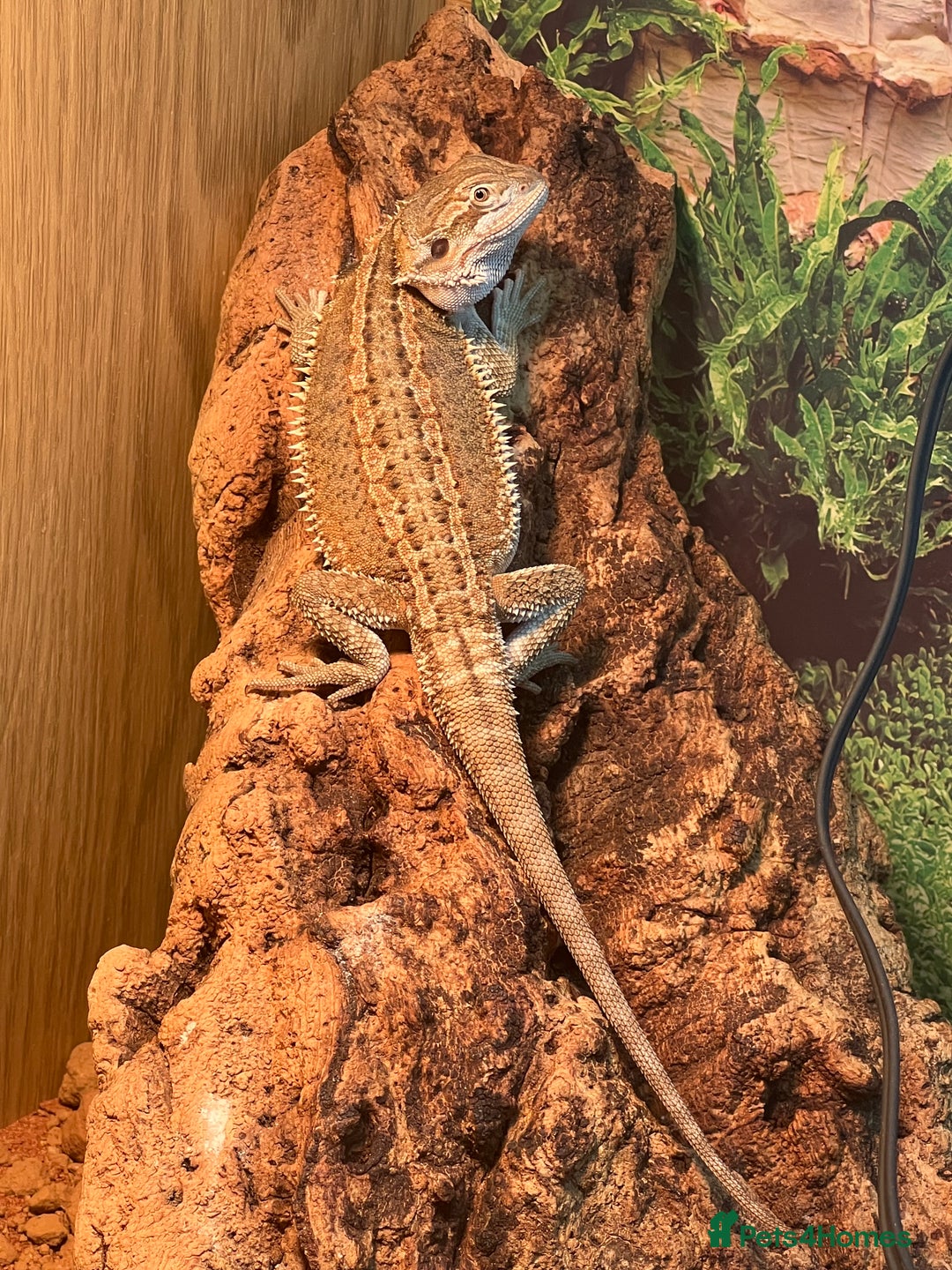 Dragon reptiles for sale: Genetic Stripe Bearded Dragon + FULL SETUP  - Advert 6
