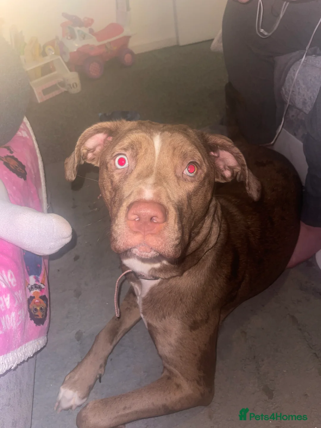 Mixed Breed dogs for sale: Female (milky) - Advert 4