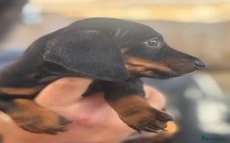 Miniature Dachshund dogs for sale: Miniature Dachshunds - Image 2