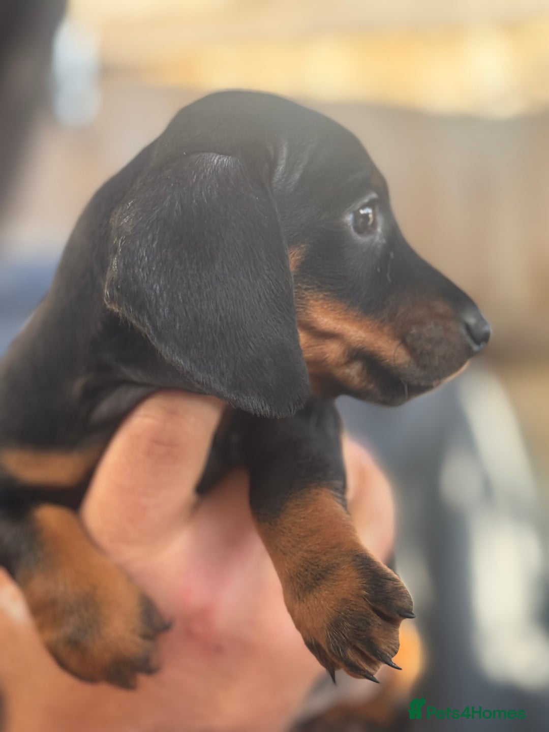 Miniature Dachshund dogs for sale: Miniature Dachshunds - Image 2
