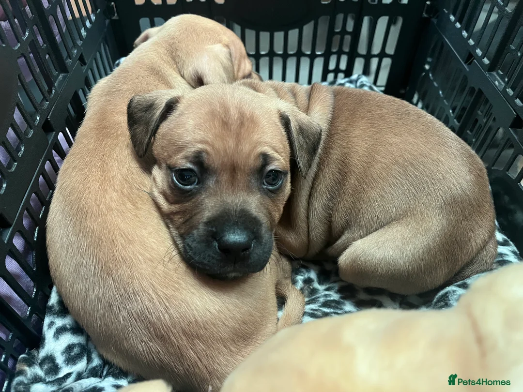 Staffordshire Bull Terrier dogs for sale: LAST 3 MALES RED STAFFY PUPS - Advert 1