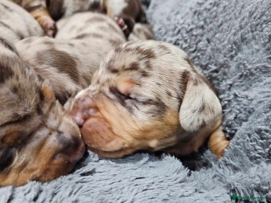 Dachshund dogs for sale: Dachshunds,Four girls and three boys - Advert 15