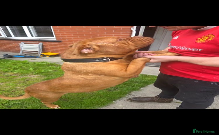 Dogue De Bordeaux dogs - Advert 2