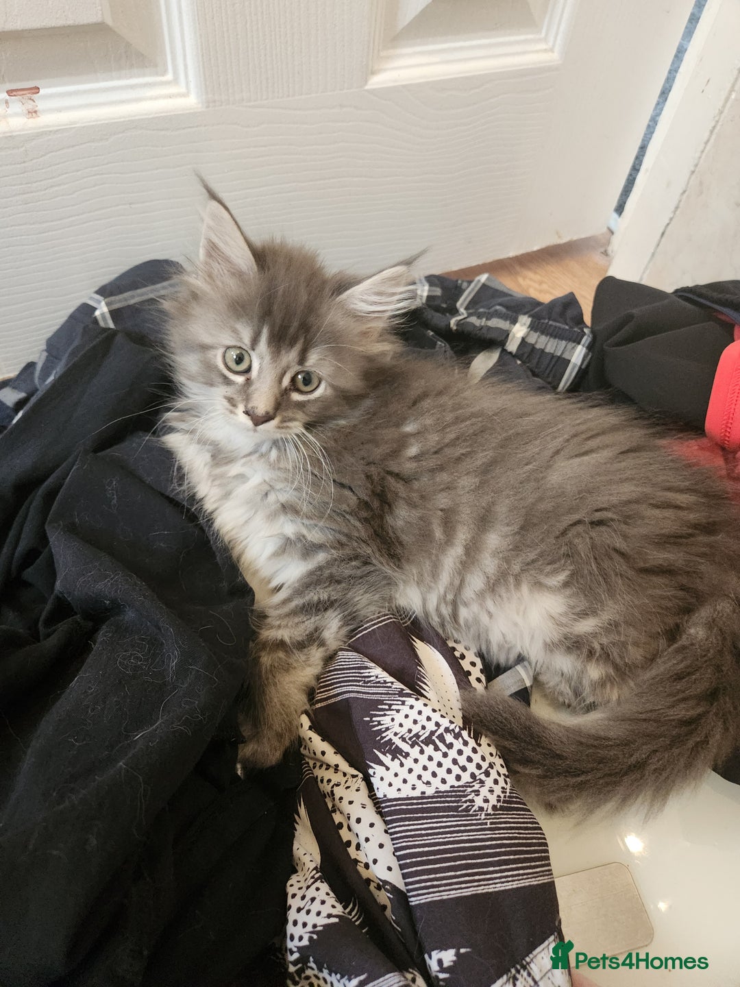 Maine Coon cats for sale: 2 male maine coon kittens - Image 5