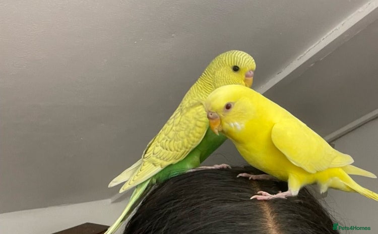 Budgerigars birds - Advert 1