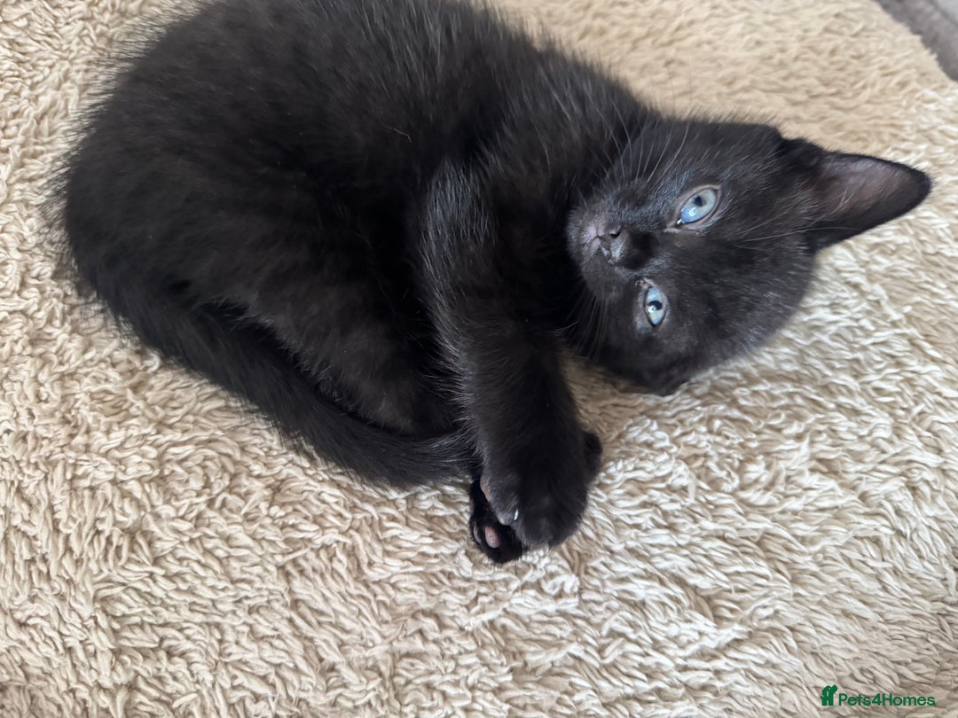 Domestic Shorthair cats for sale: Kittens  - Image 13