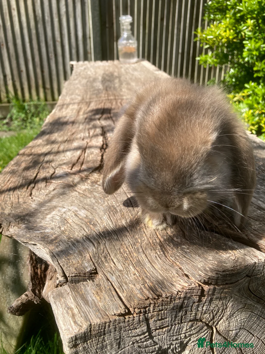 Rabbits in London for sale in Wembley | Pets4Homes