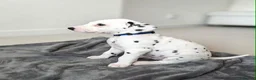 Dalmatian dogs for sale: Dalmation Puppies - Advert 9