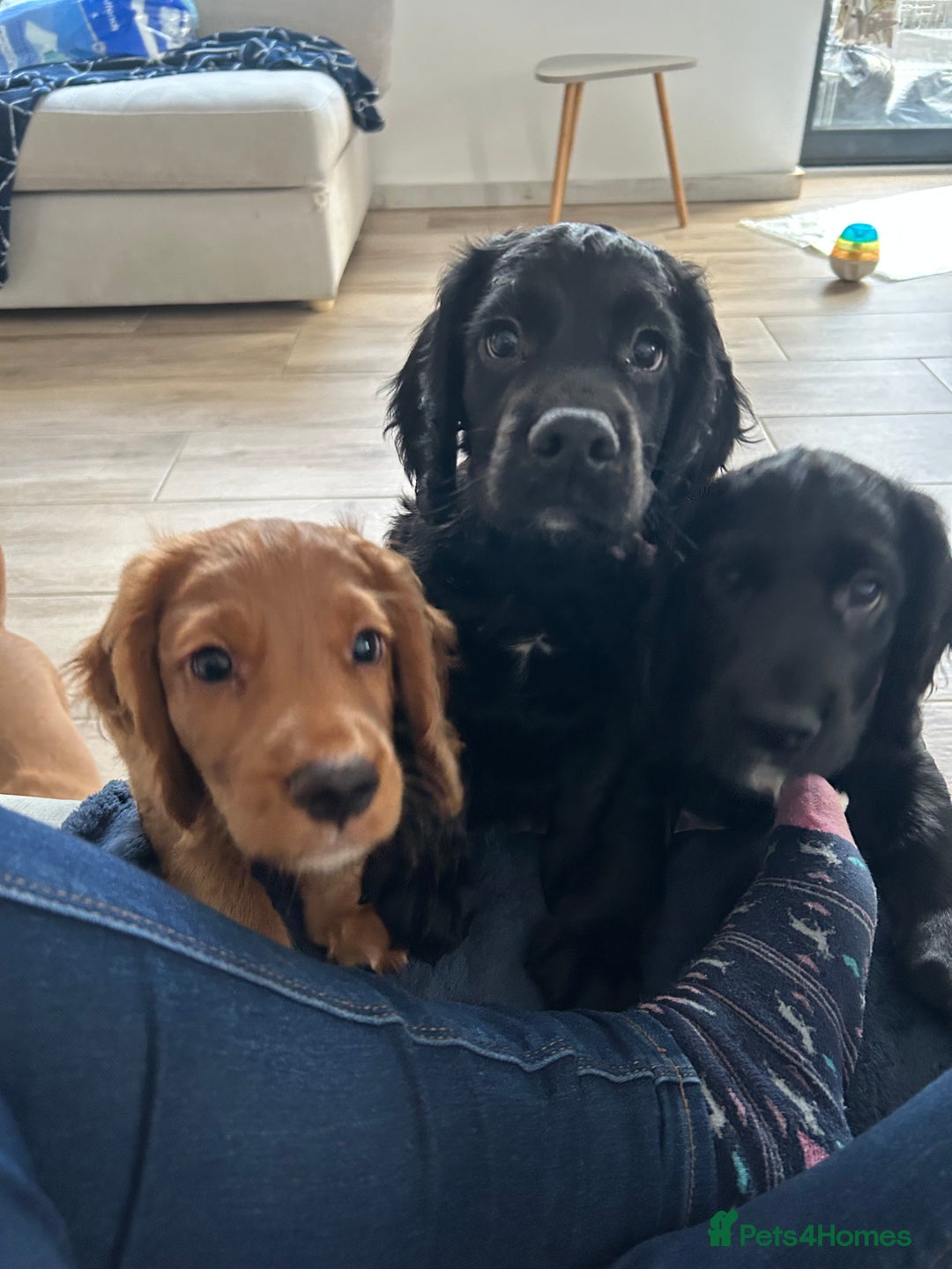 Cocker Spaniel dogs for sale: Last remaining puppy for sale - Advert 4