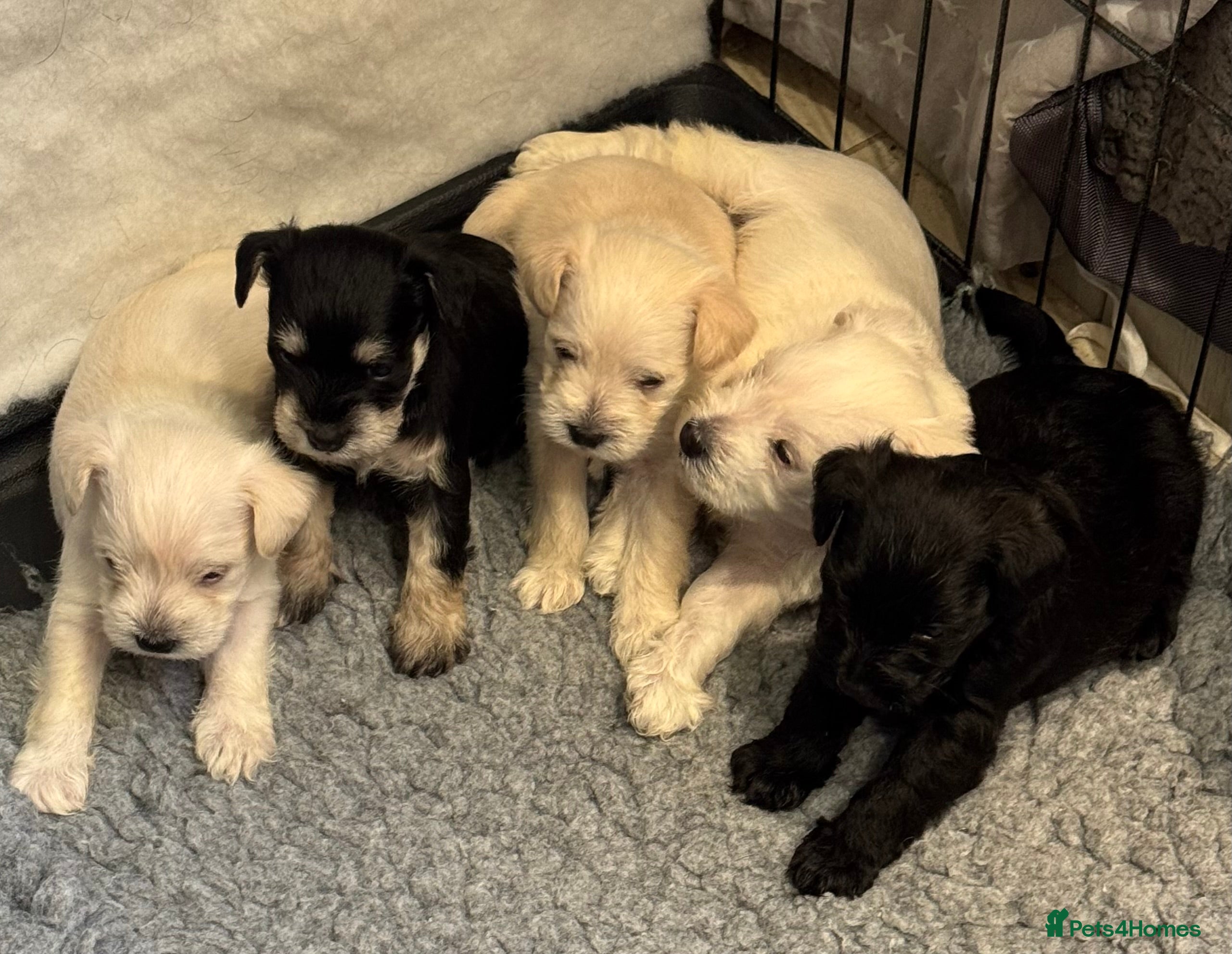 Miniature Schnauzer dogs KC registered Miniature Schnauzer Puppies - Advert 3