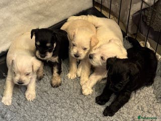 Miniature Schnauzer dogs KC registered Miniature Schnauzer Puppies - Advert 3