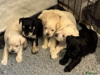 Miniature Schnauzer dogs KC registered Miniature Schnauzer Puppies - Advert 8