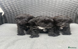Yorkshire Terrier dogs for sale: Yorkies  - Image 31