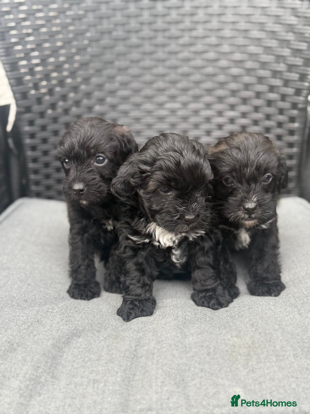 Yorkshire Terrier dogs for sale: Yorkies  - Image 31