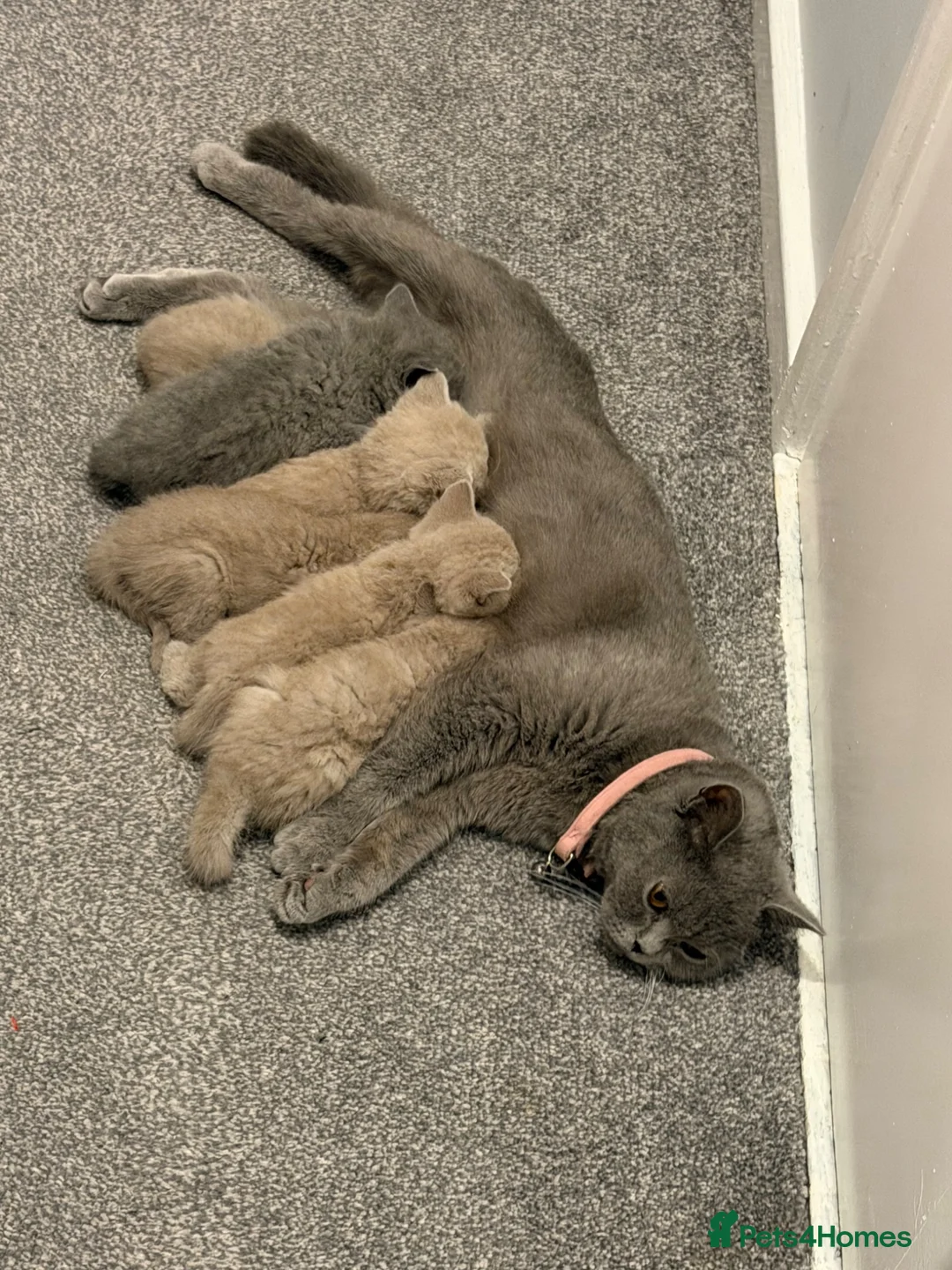 British Shorthair cats for sale: Beautiful British Shorthair Kittens in Leeds - Advert 1