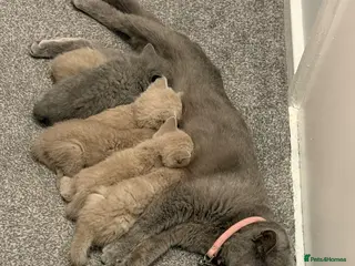 British Shorthair cats Beautiful British Shorthair Kittens - Advert 8
