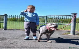 Staffordshire Bull Terrier dogs for sale: Beautiful Staffordshire Bull pups  - Image 16