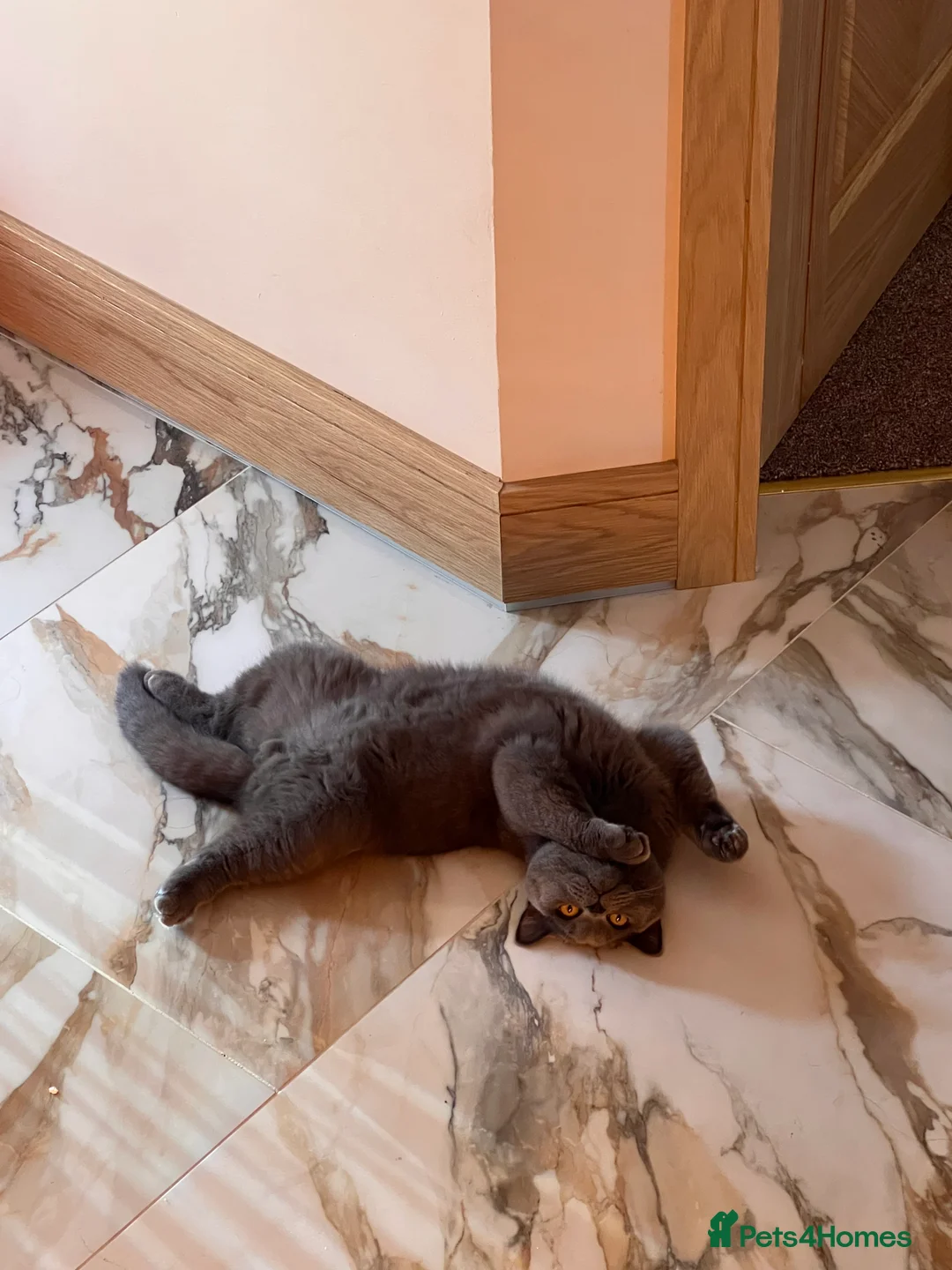 British Shorthair cats for sale: British shorthair grey  - Advert 3