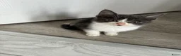 Mixed Breed cats for sale: Bsh x Persian kittens - Advert 9