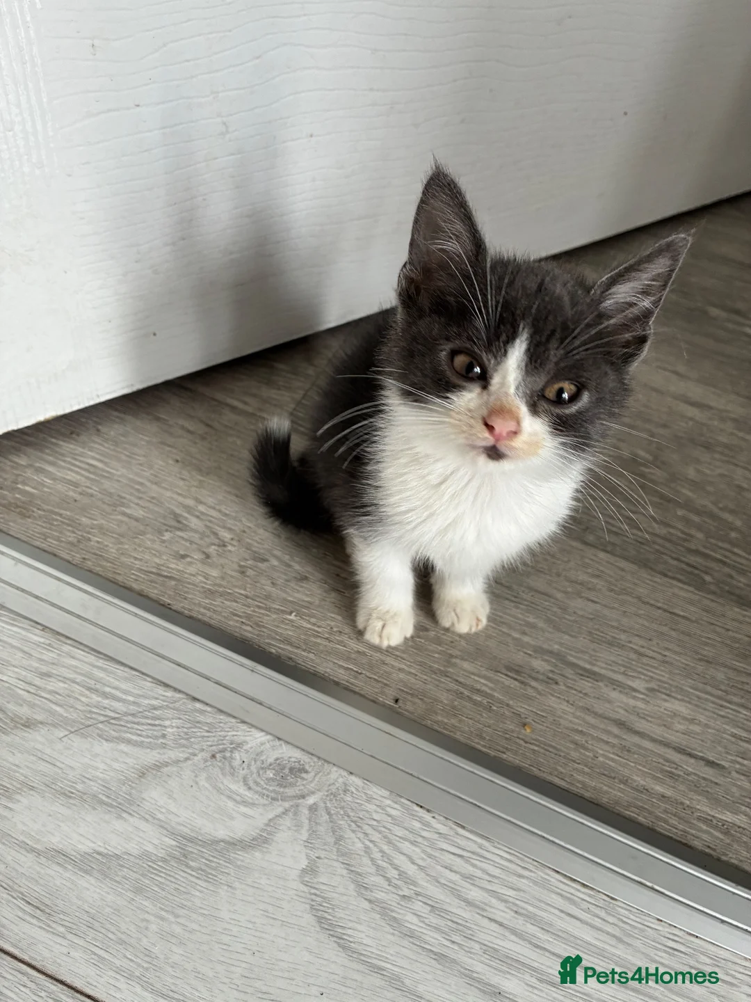 Mixed Breed cats for sale: Bsh x Persian kittens - Advert 9