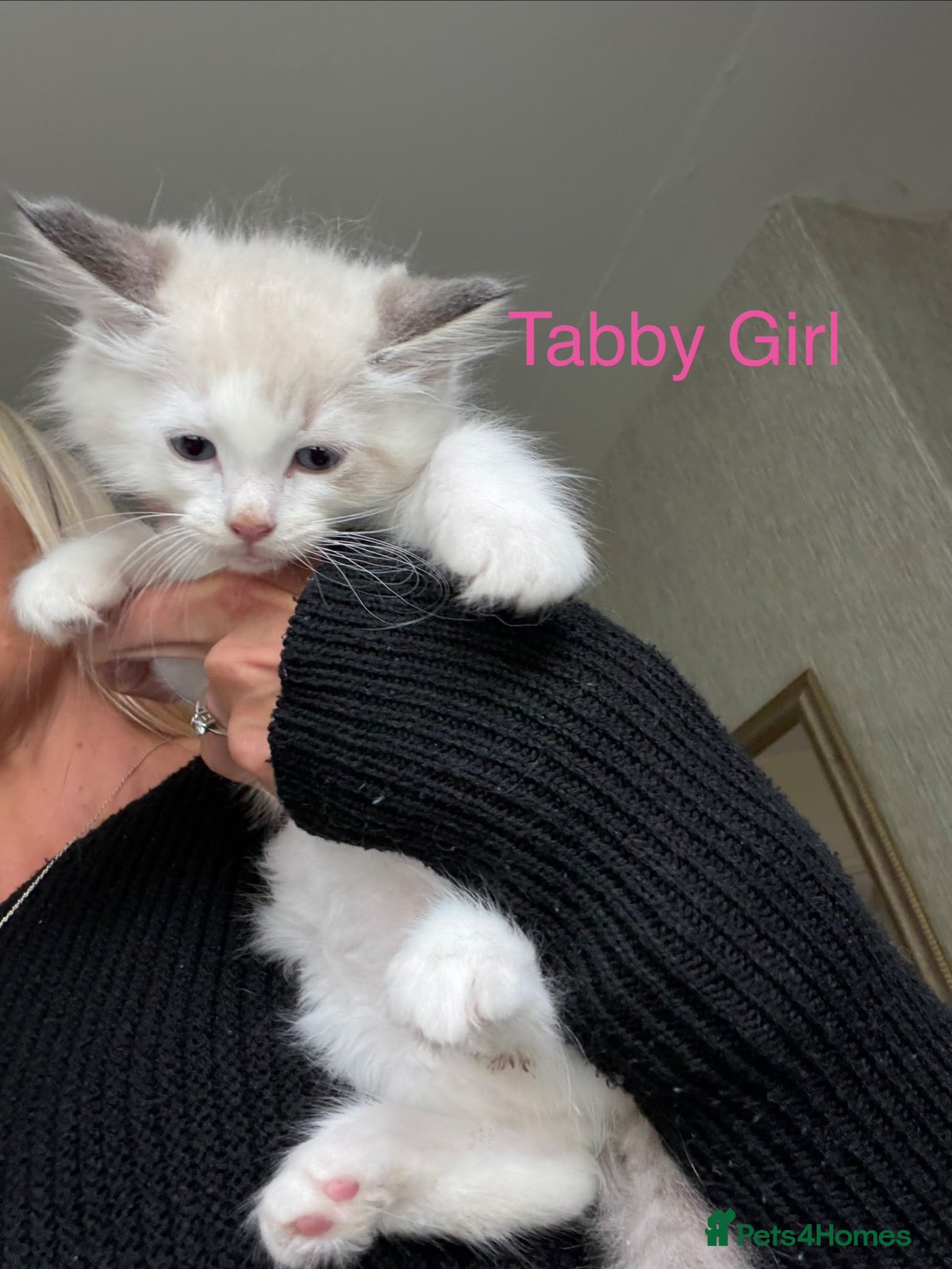 Ragdoll cats Full Ragdoll Kittens - Ready now - Advert 1