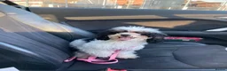 Toy Poodle dogs for sale: 3/4 Toy parti poodle pups  - Advert 2