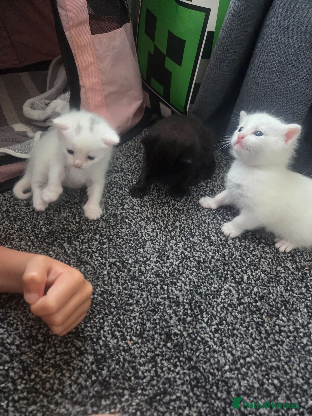 Mixed Breed cats for sale: Female white kittens - Advert 7