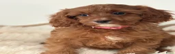 Cavapoo dogs for sale: F1 beautiful red cavapoo puppies Family raised in Sidcup - Advert 10