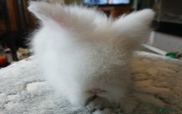 Lionhead rabbits for sale: Stunning DM Lionhead baby rabbits  - Image 10