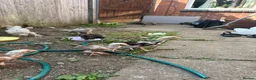 Chickens poultry for sale: Amazing 6 aseel chic from pure blood - Advert 2