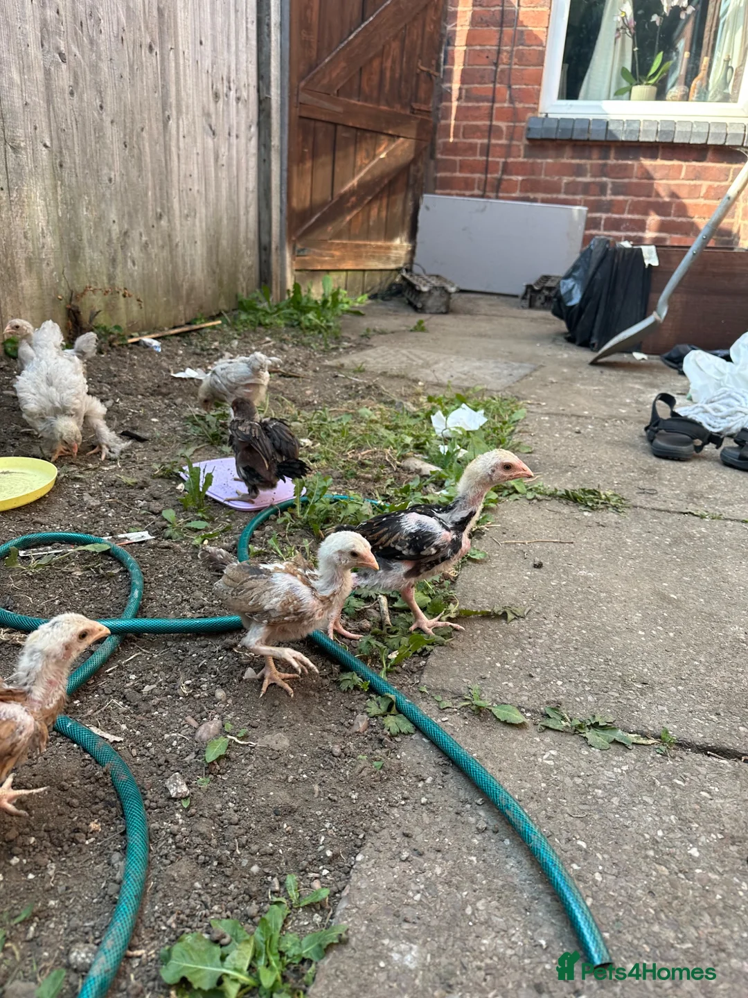 Chickens poultry for sale: Amazing 6 aseel chic from pure blood - Advert 2