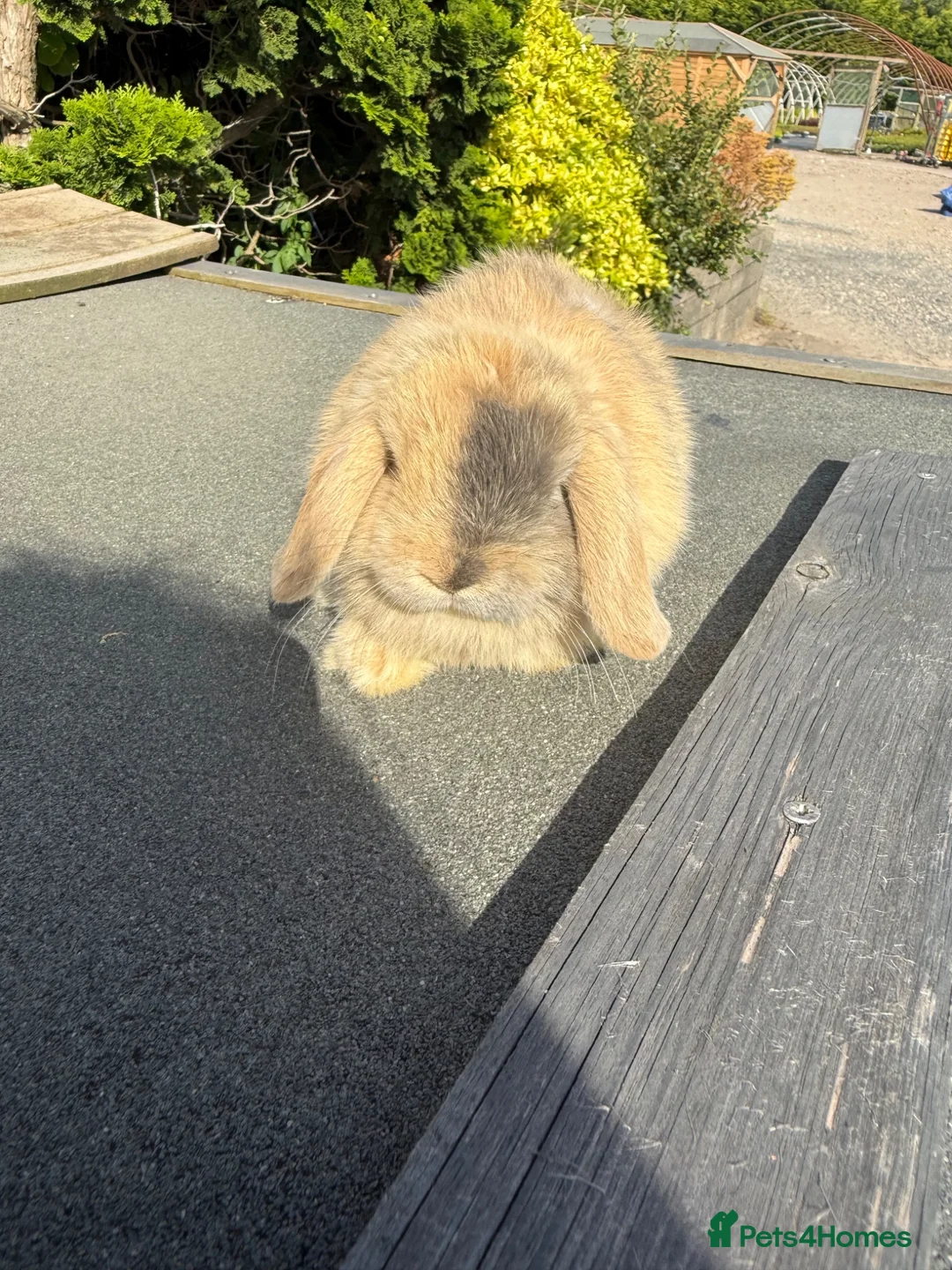 Mini Lop rabbits for sale: Mini lops - Advert 3