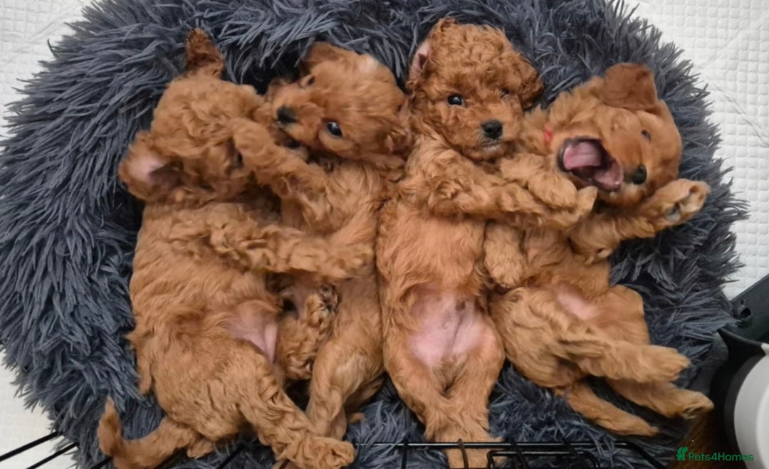 Cavapoo dogs for sale: Premium F1B Toy Red Cavapoo - 2 LEFT - Image 8