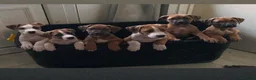Mixed Breed dogs for sale: Ridgeback/American terrier/ english bulldog mix  in Coventry - Advert 28