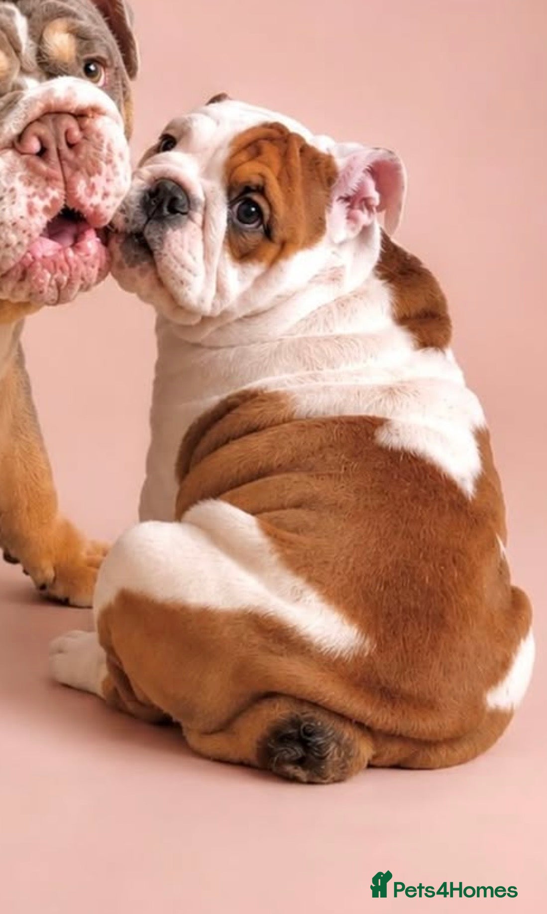 English Bulldog dogs 9 weeks old english bulldog girl puppy - Advert 12