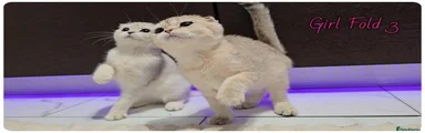 Scottish Fold girl 3