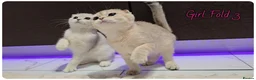 Scottish Fold cats for sale: Scottish Fold Kittens - Advert 21