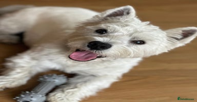 West Highland Terrier dogs in Alnwick - Advert 7