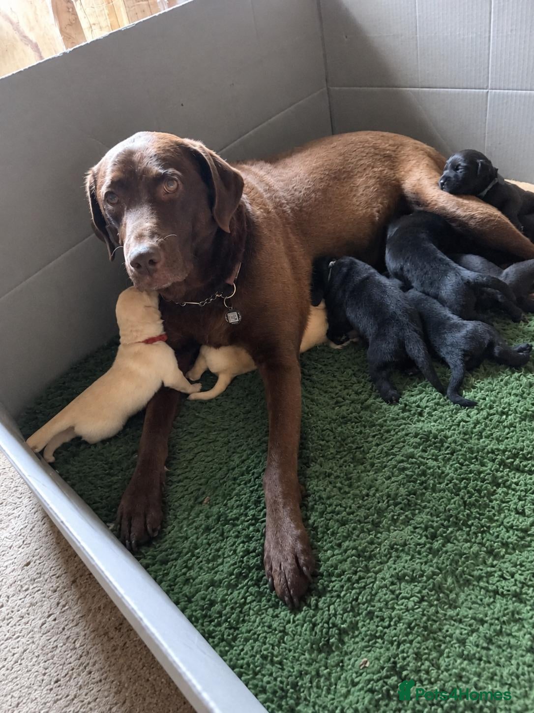 Labrador Retriever dogs for sale: Adorable Labrador Retriever puppies - Advert 1