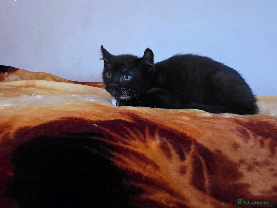 Mixed Breed cats for sale: Adorable Male Kitten – Sphynx x Devon Rex Cross - Advert 4