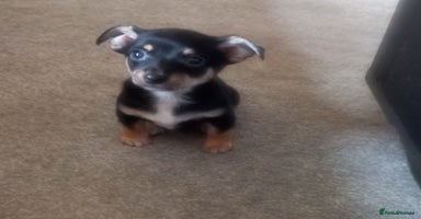 Jack Russell dogs - Advert 6